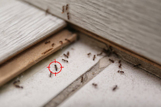 Best Affordable Pest Control Services  in Trinity, NC