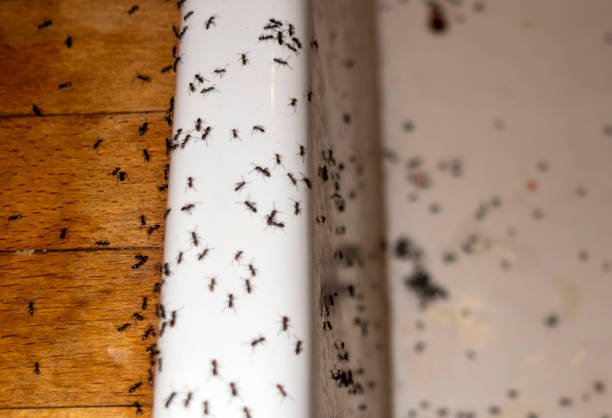  Trinity, NC Pest Control Pros