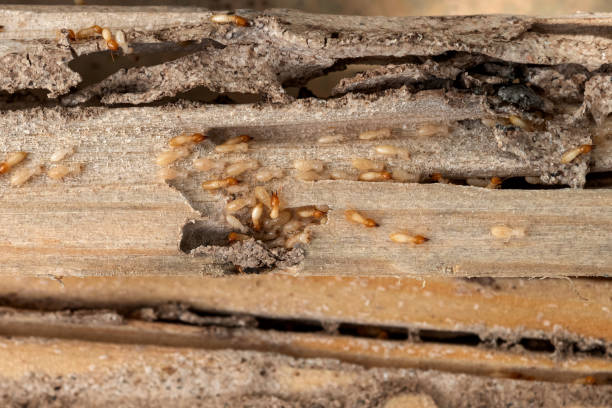 Best Pest Control for Restaurants  in Trinity, NC